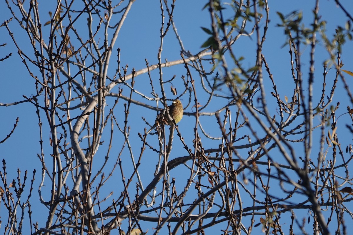 Cirl Bunting - ML646577612