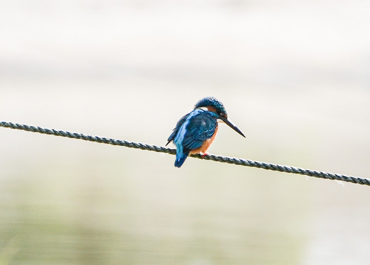 Common Kingfisher - ML646577615