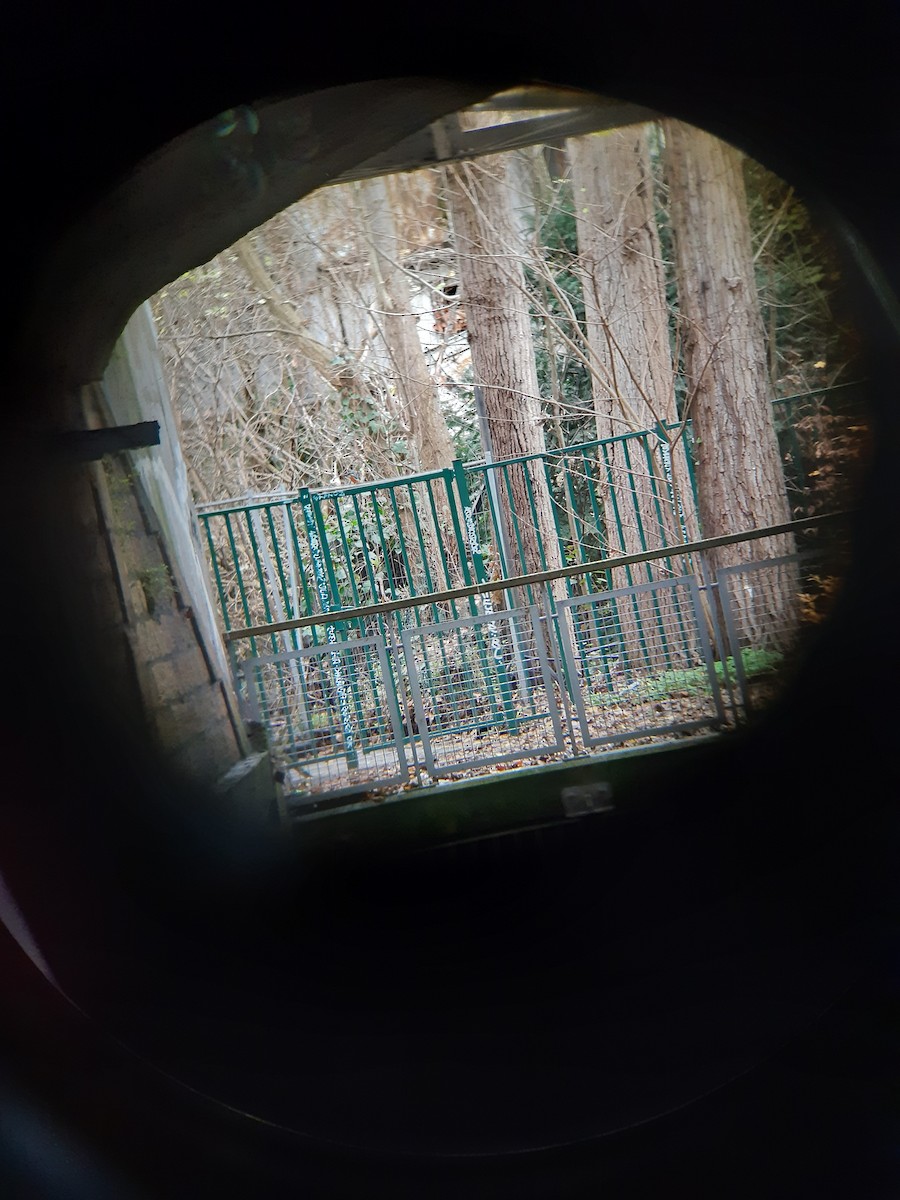 Номин шогшир - ML646577616