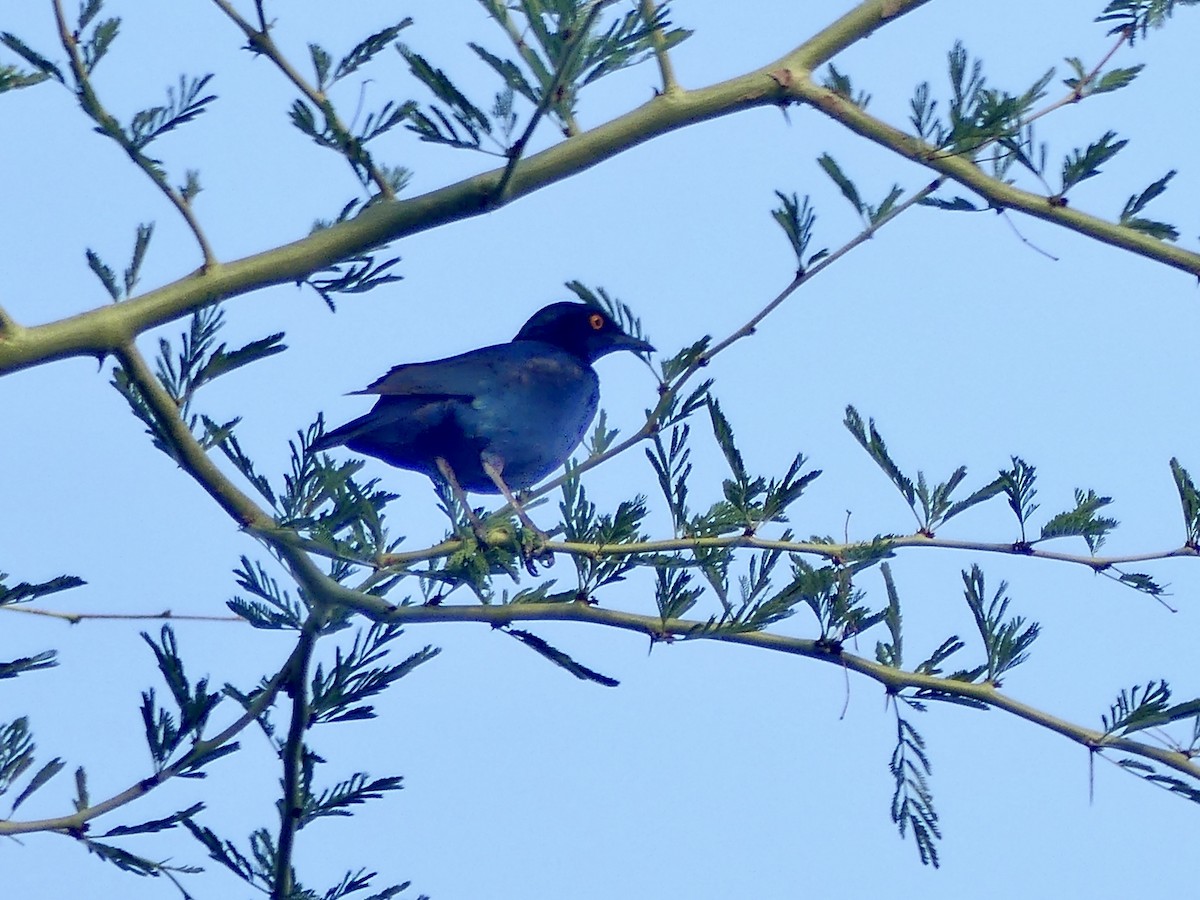 Cape Starling - ML646577618