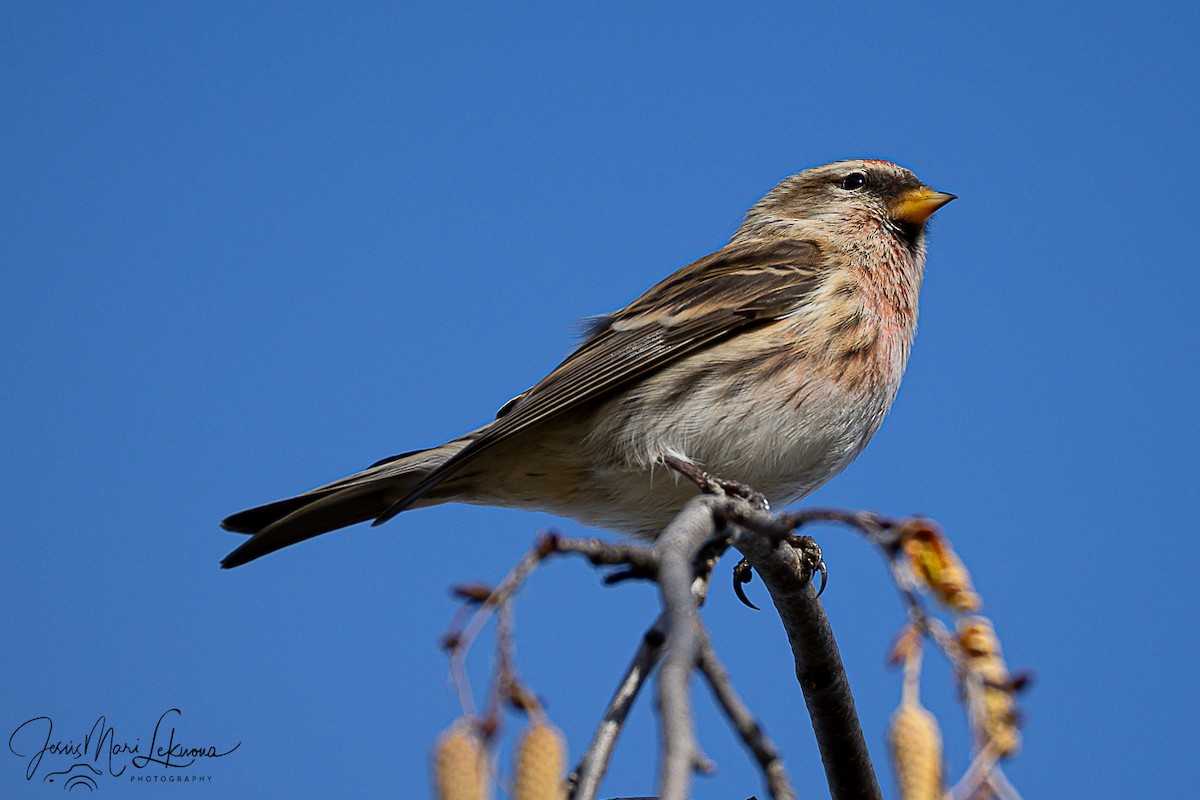 Redpoll (Lesser) - ML646577619