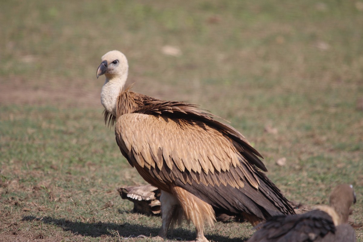 Eurasian Griffon - ML646577626