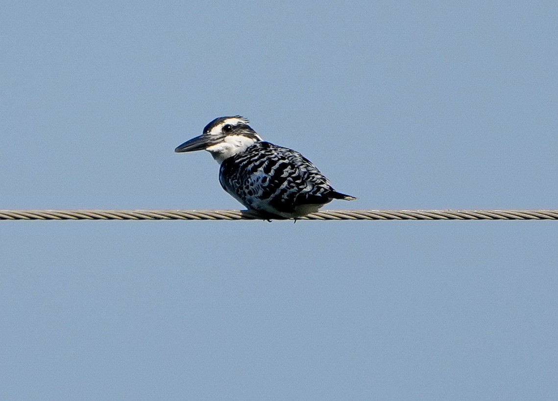 Pied Kingfisher - ML646577629