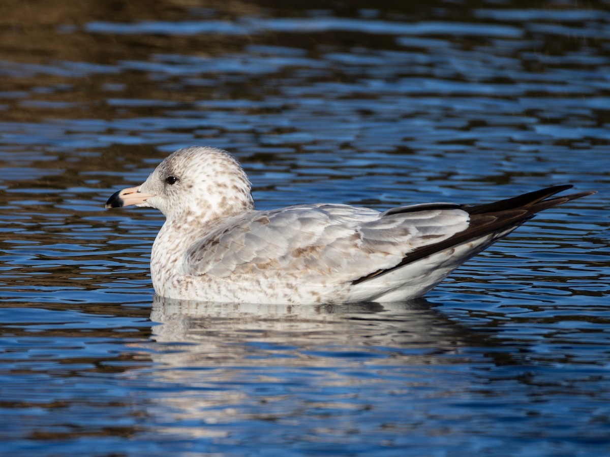 Ring-billed Gull - ML646577630
