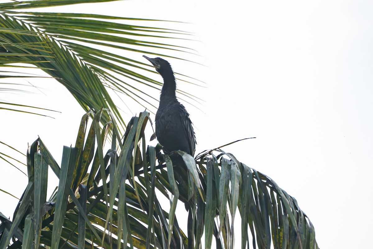 Little Cormorant - ML646577631