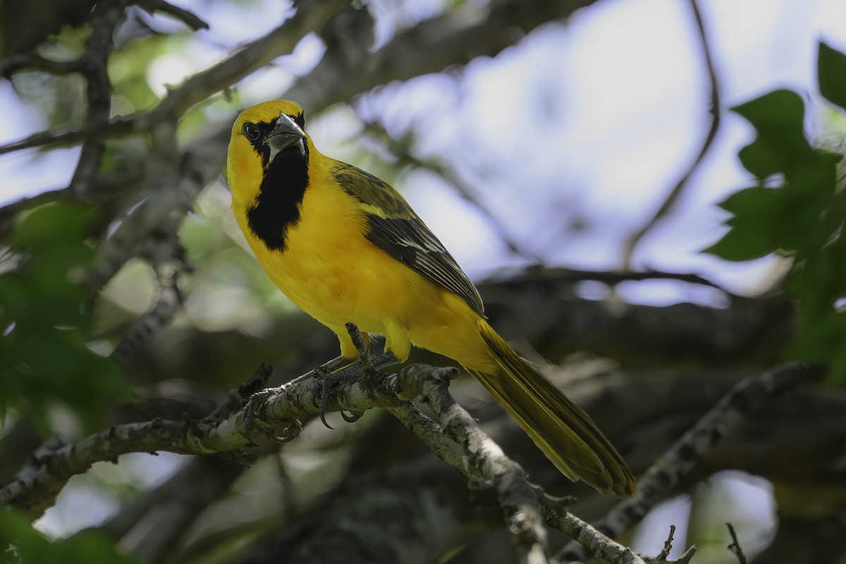 Altamira Oriole - ML646577632