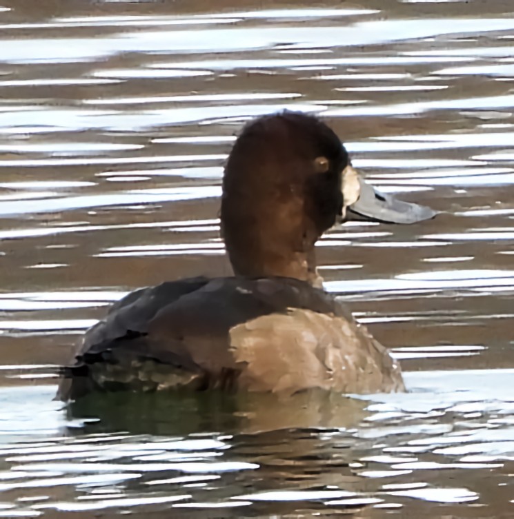 polák vlnkovaný - ML646577633