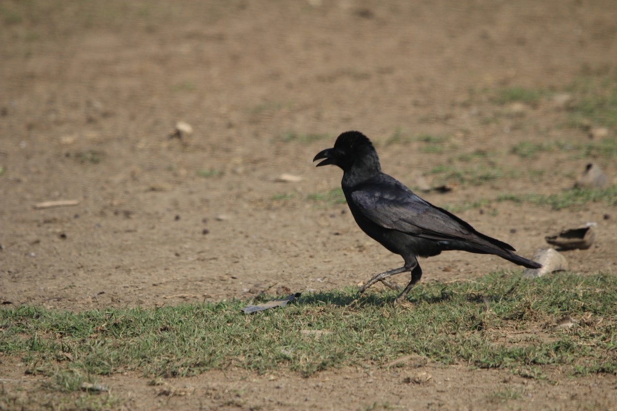 Large-billed Crow - ML646577635