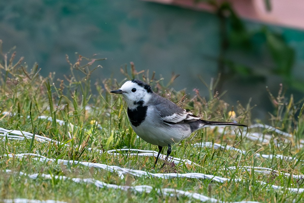 Ak Kuyruksallayan - ML646577639