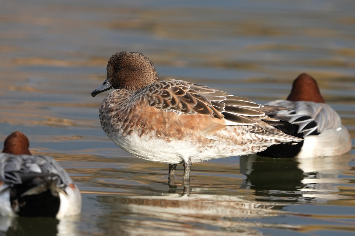 ברווז צהוב-מצח - ML646577640