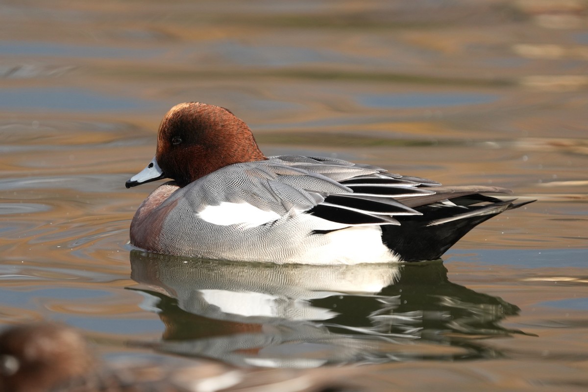 ברווז צהוב-מצח - ML646577641