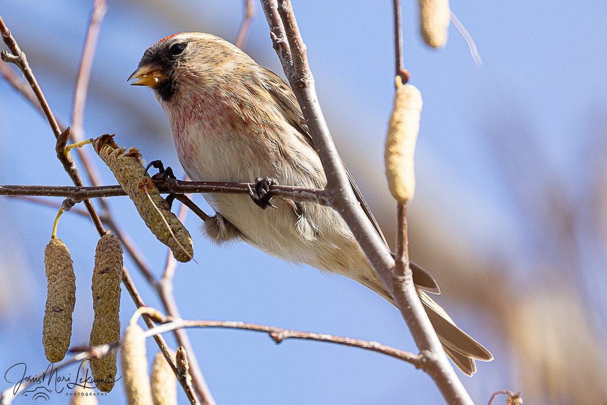 Redpoll (Lesser) - ML646577642