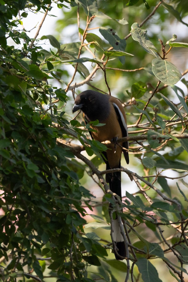 Rufous Treepie - ML646577645