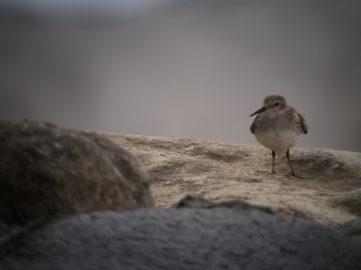 Gambecchio americano - ML646577647