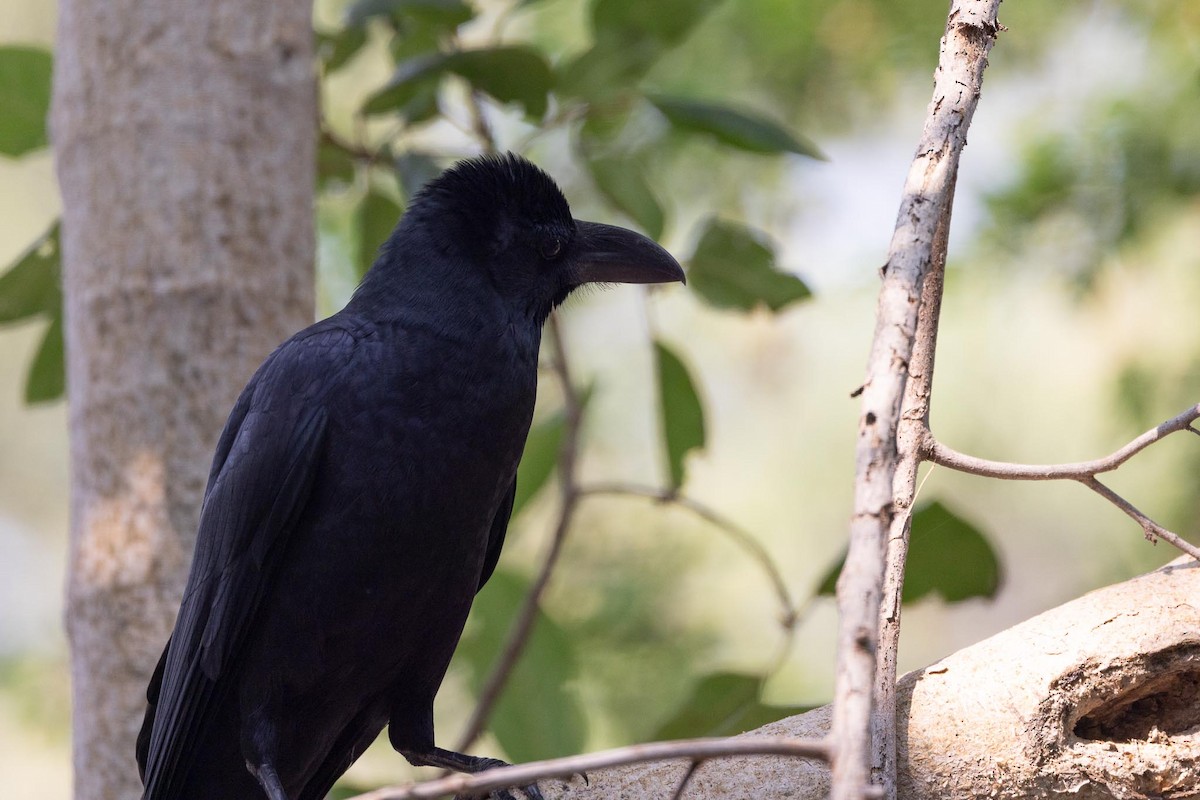 Large-billed Crow (Indian Jungle) - ML646577653