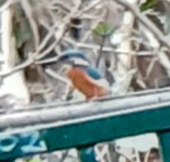 Номин шогшир - ML646577654