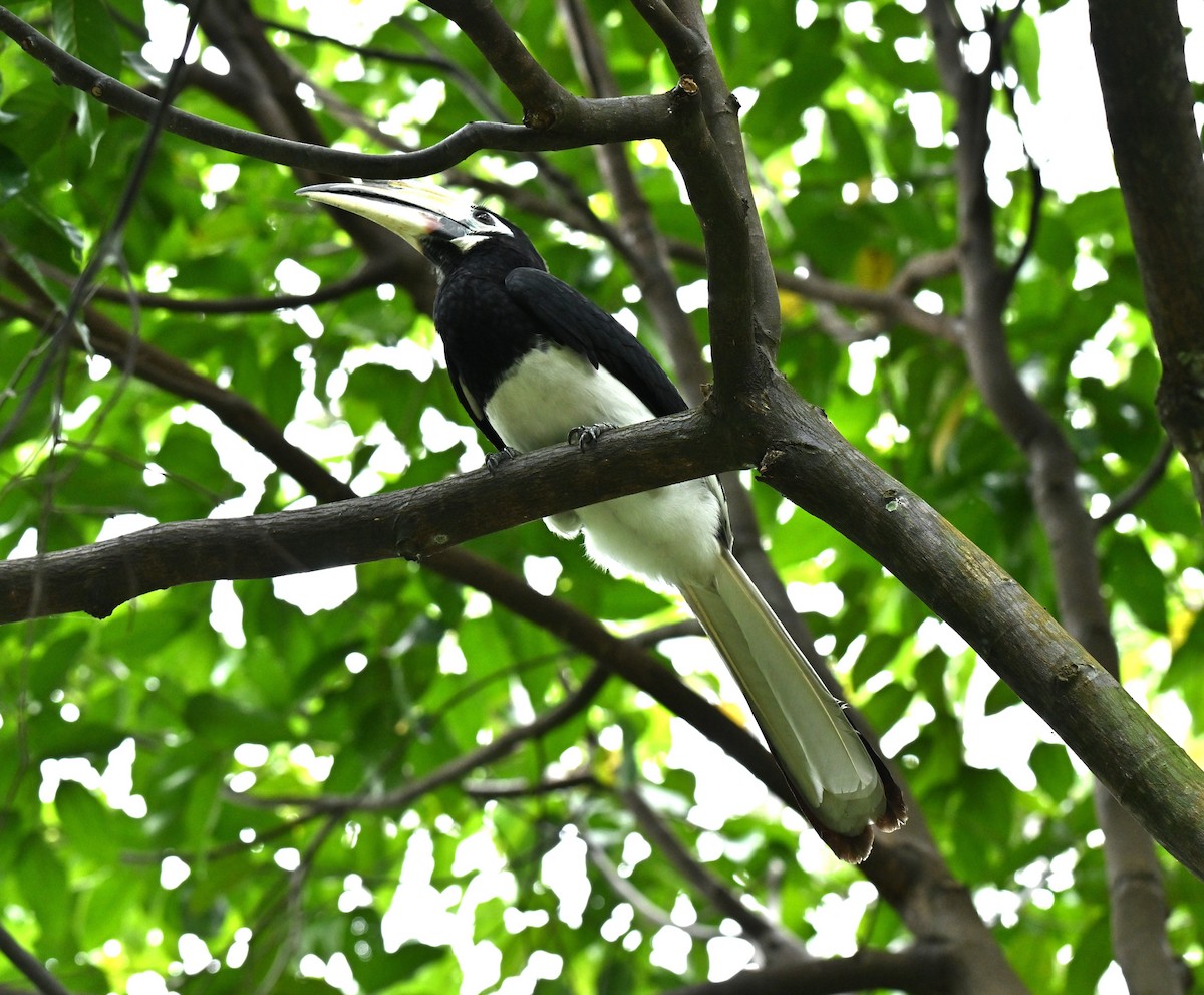 Oriental Pied-Hornbill - ML646577656