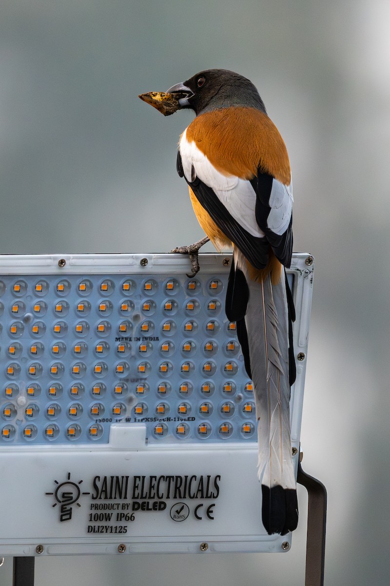 Kızıl Saksağan - ML646577657