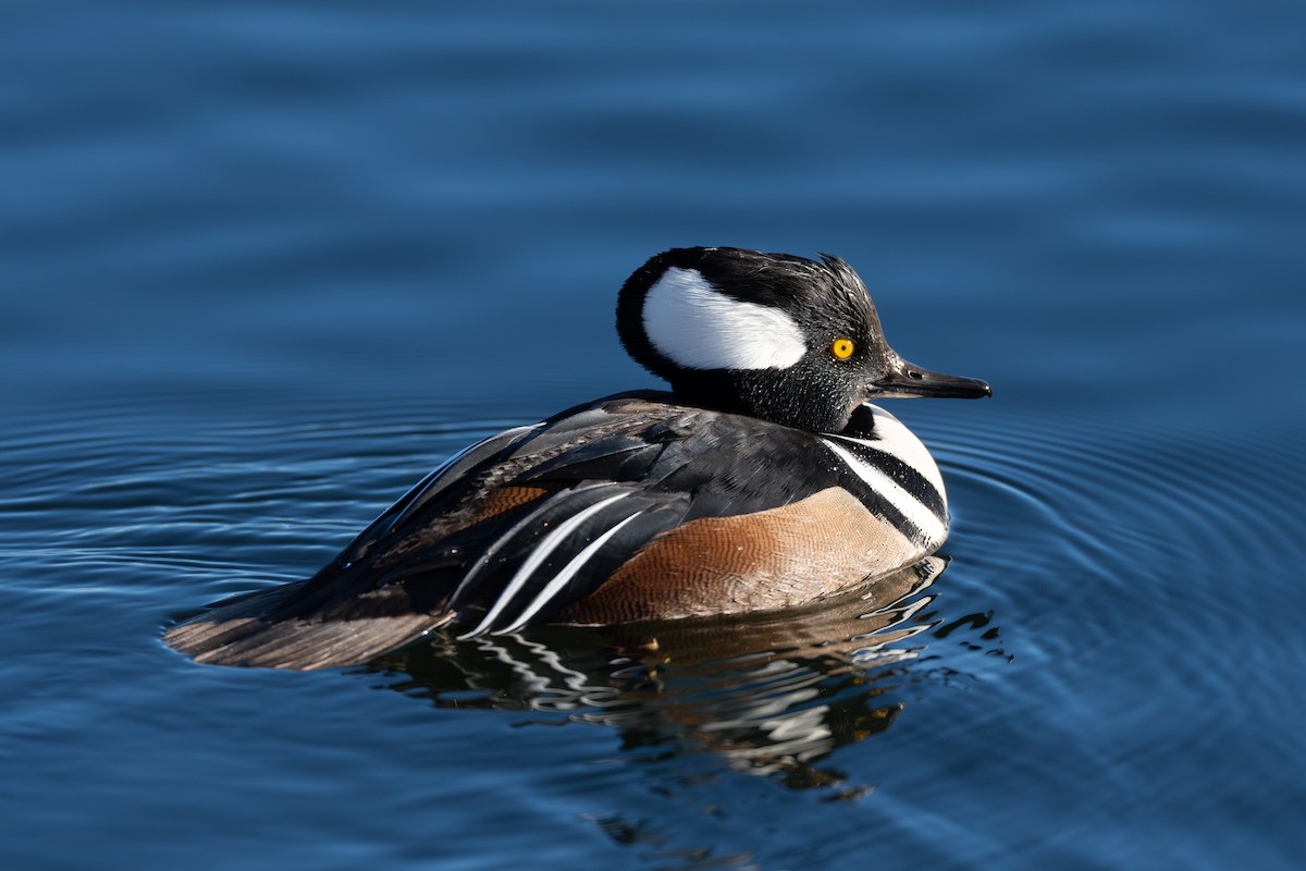 Hooded Merganser - ML646577662