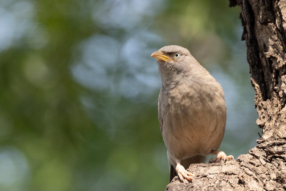 Jungle Babbler - ML646577664