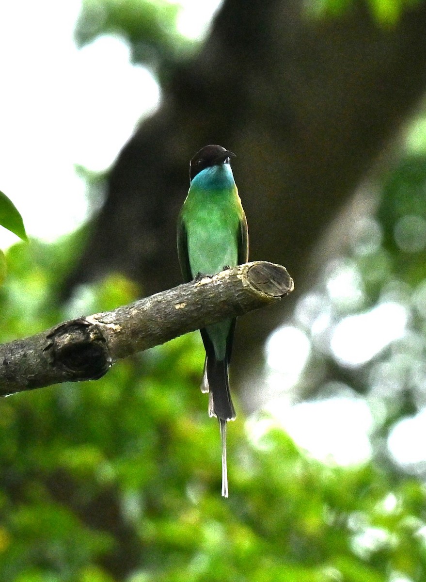 Blue-tailed Bee-eater - ML646577665
