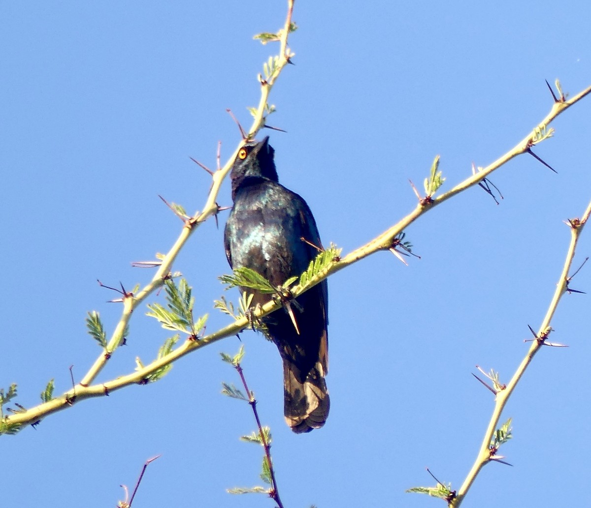 Cape Starling - ML646577666