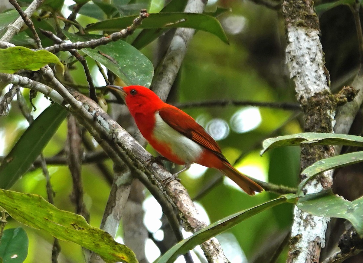 Scarlet-and-white Tanager - ML646577668