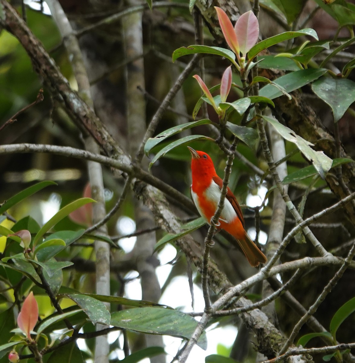 Scarlet-and-white Tanager - ML646577669
