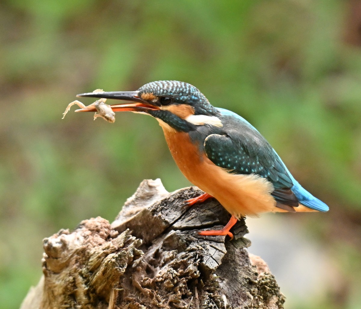 שלדג גמדי - ML646577670