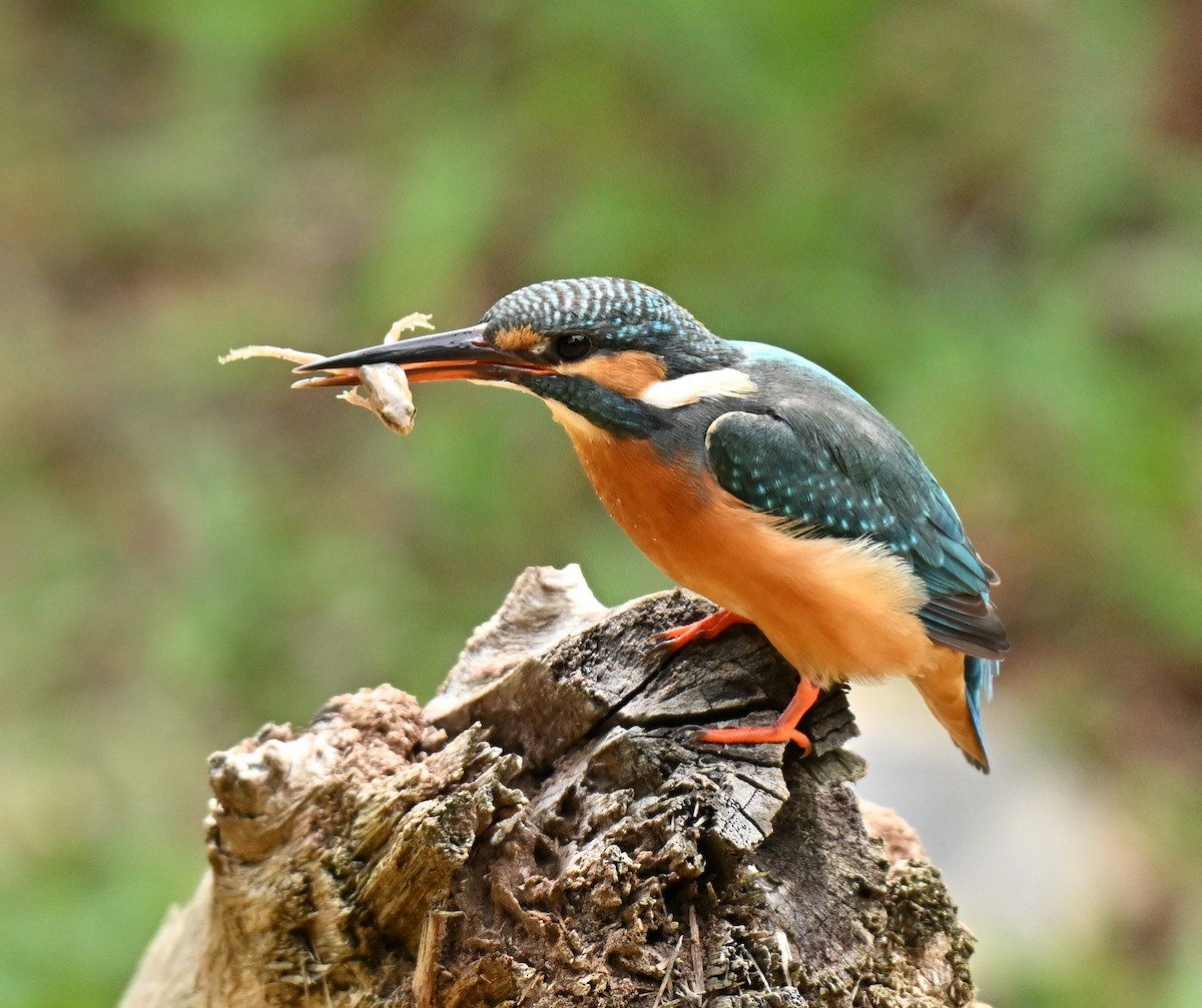 שלדג גמדי - ML646577671