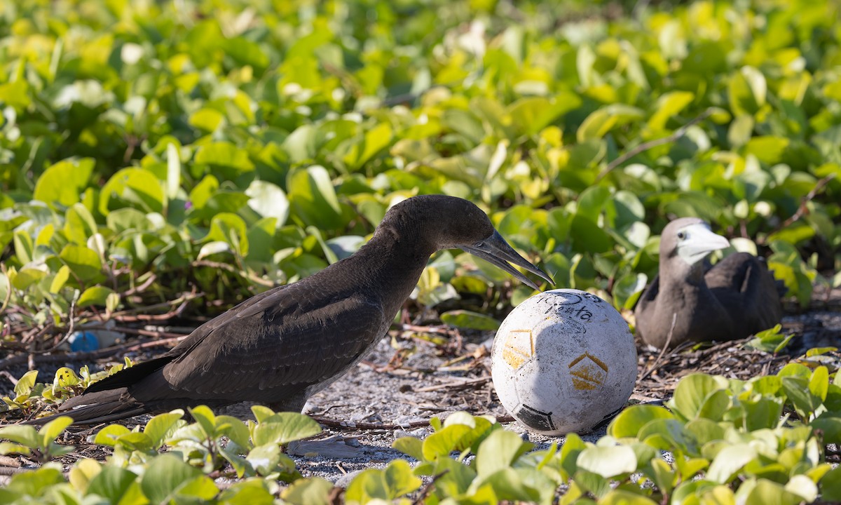 terej kokosový (ssp. brewsteri) - ML646577673