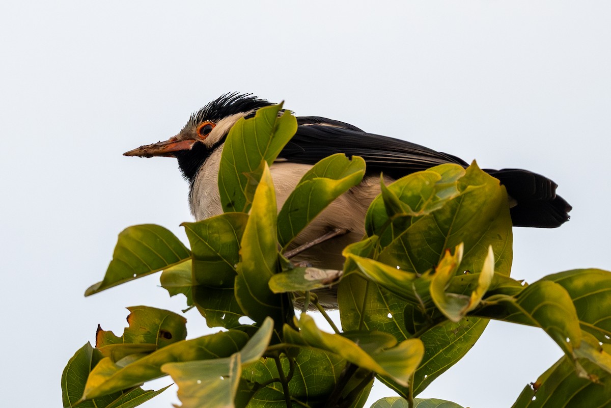 Hint Alaca Sığırcığı - ML646577674