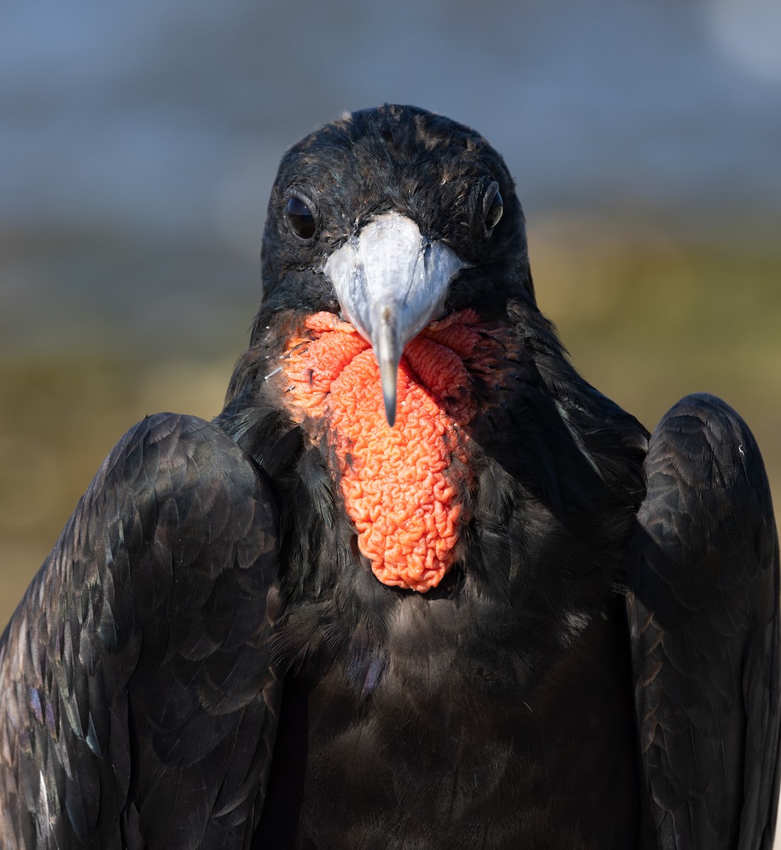 Great Frigatebird - ML646577679