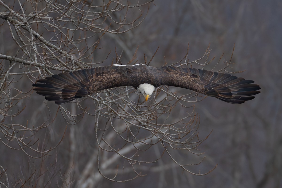 Pygargue à tête blanche - ML646577680