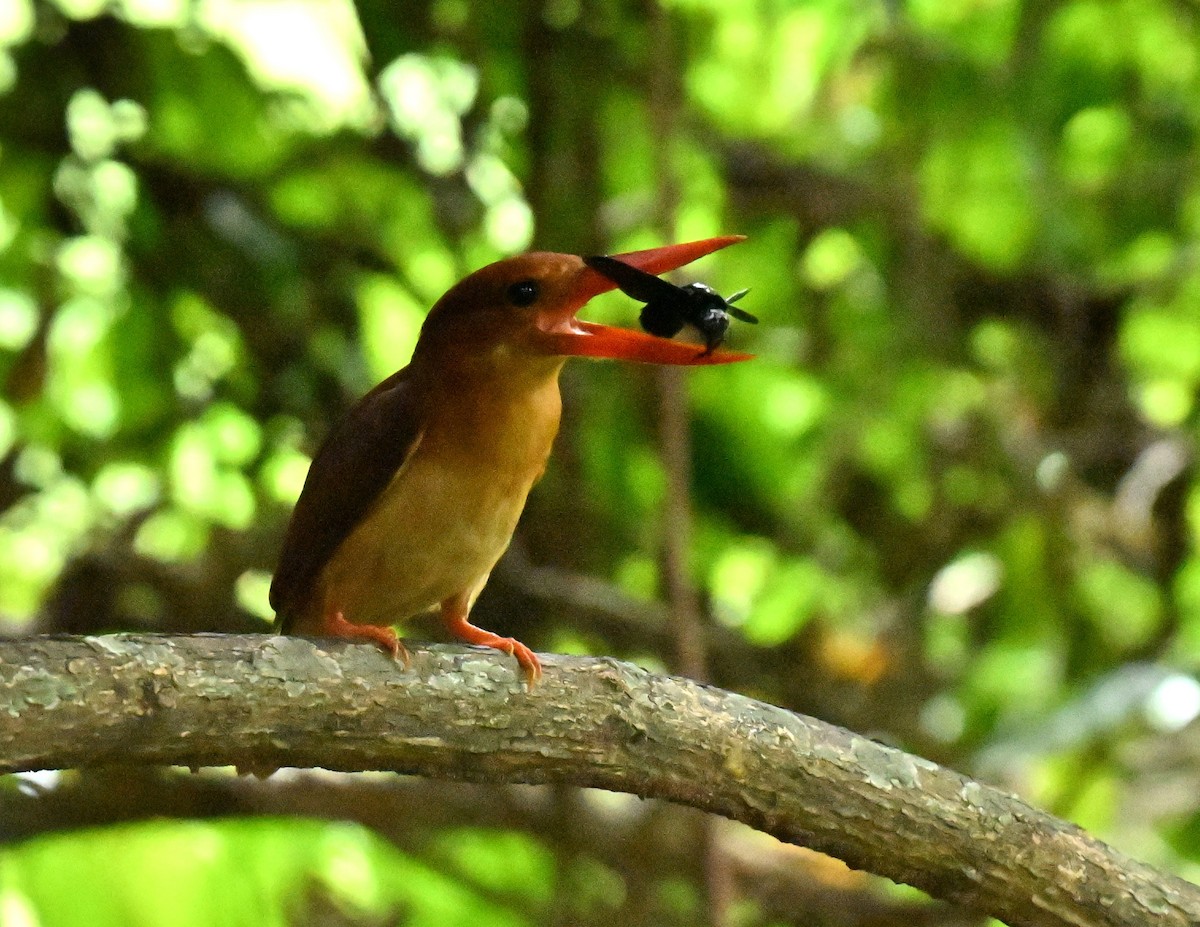 Ruddy Kingfisher - ML646577681
