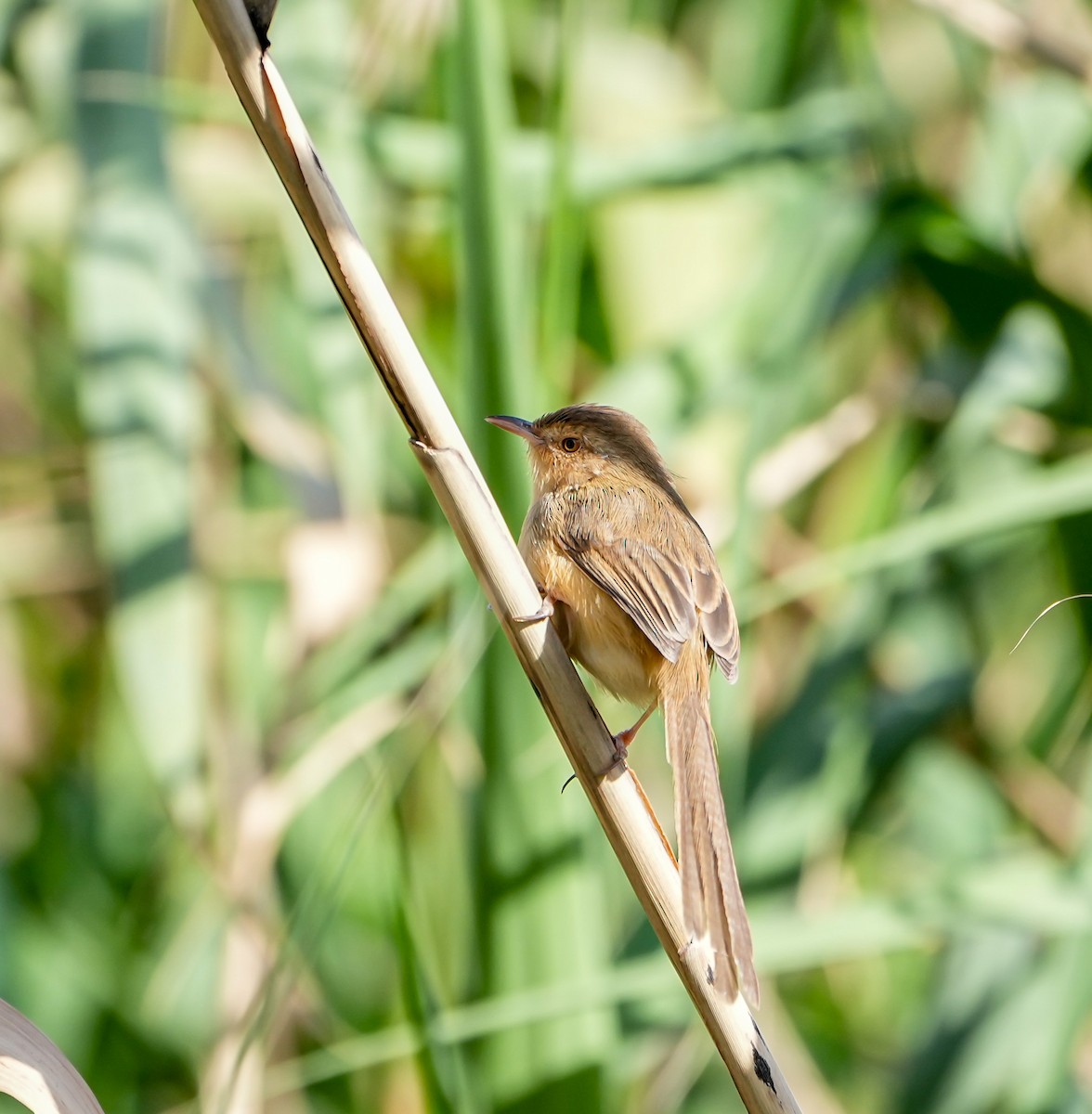 Plain Prinia - ML646577682
