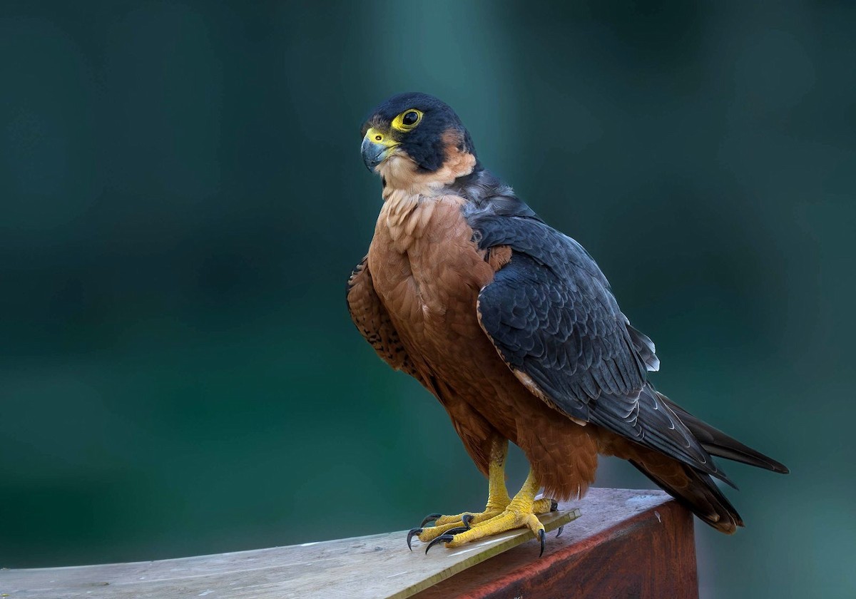 Peregrine Falcon (Shaheen) - ML646577683