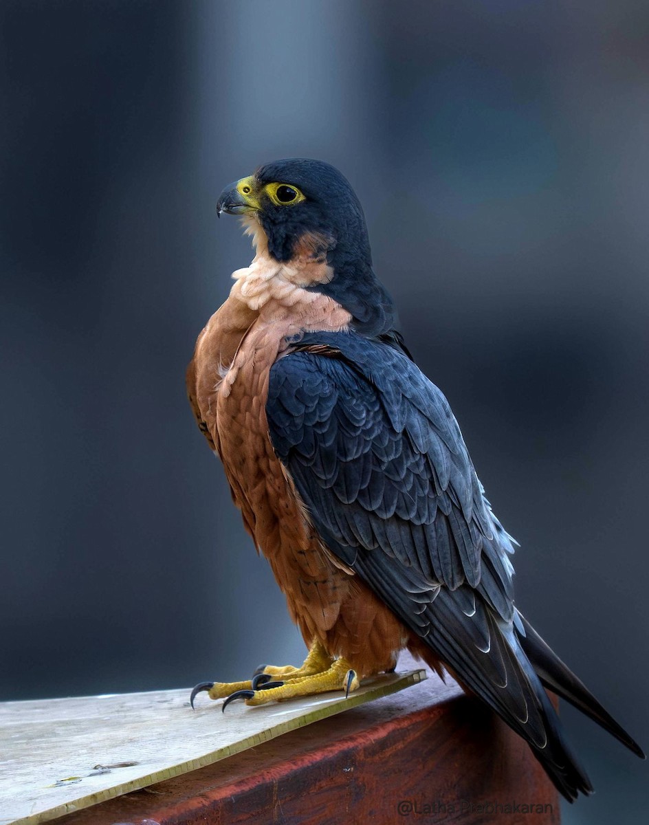 Peregrine Falcon (Shaheen) - ML646577684