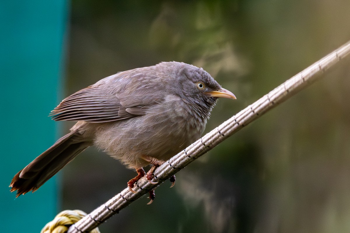 Çalılık Yedikardeşi - ML646577685