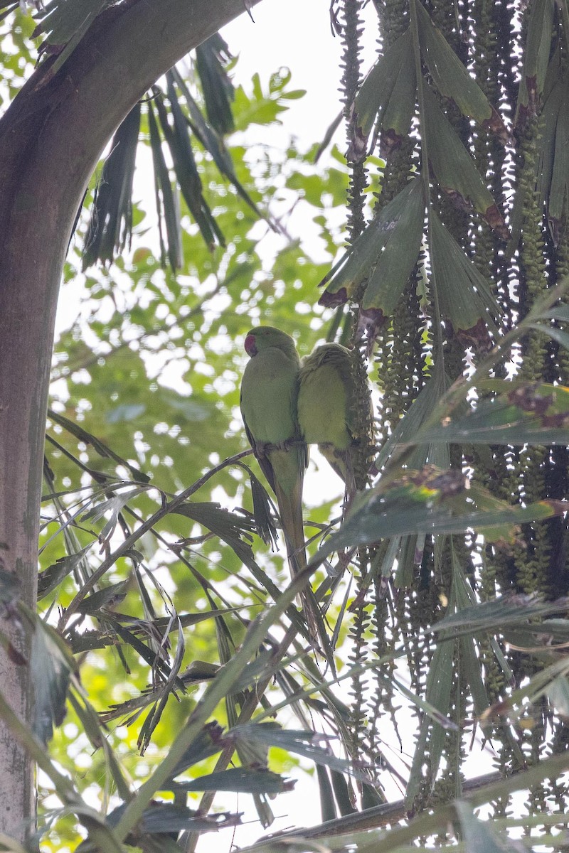 Rose-ringed Parakeet - ML646577686