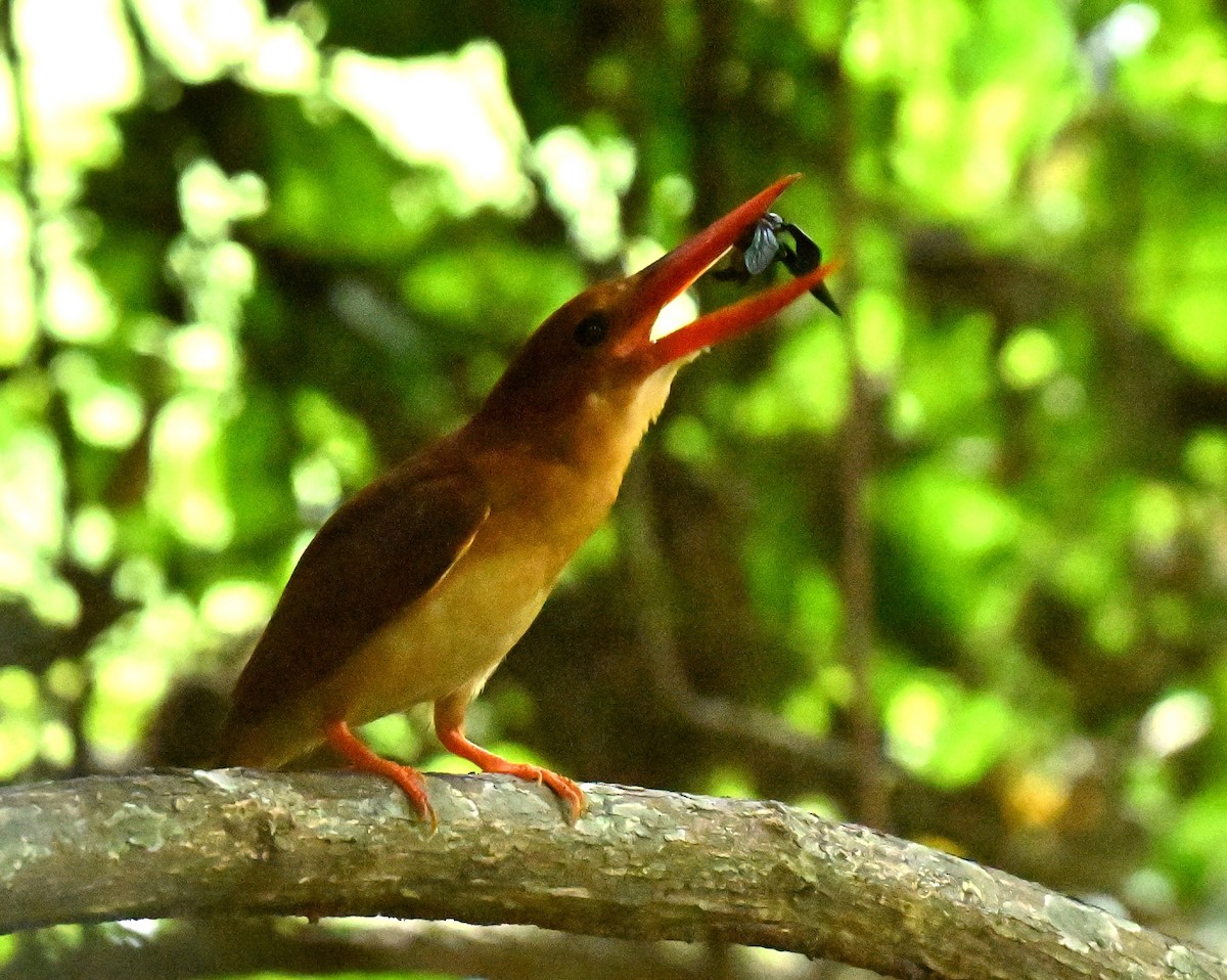 Ruddy Kingfisher - ML646577687