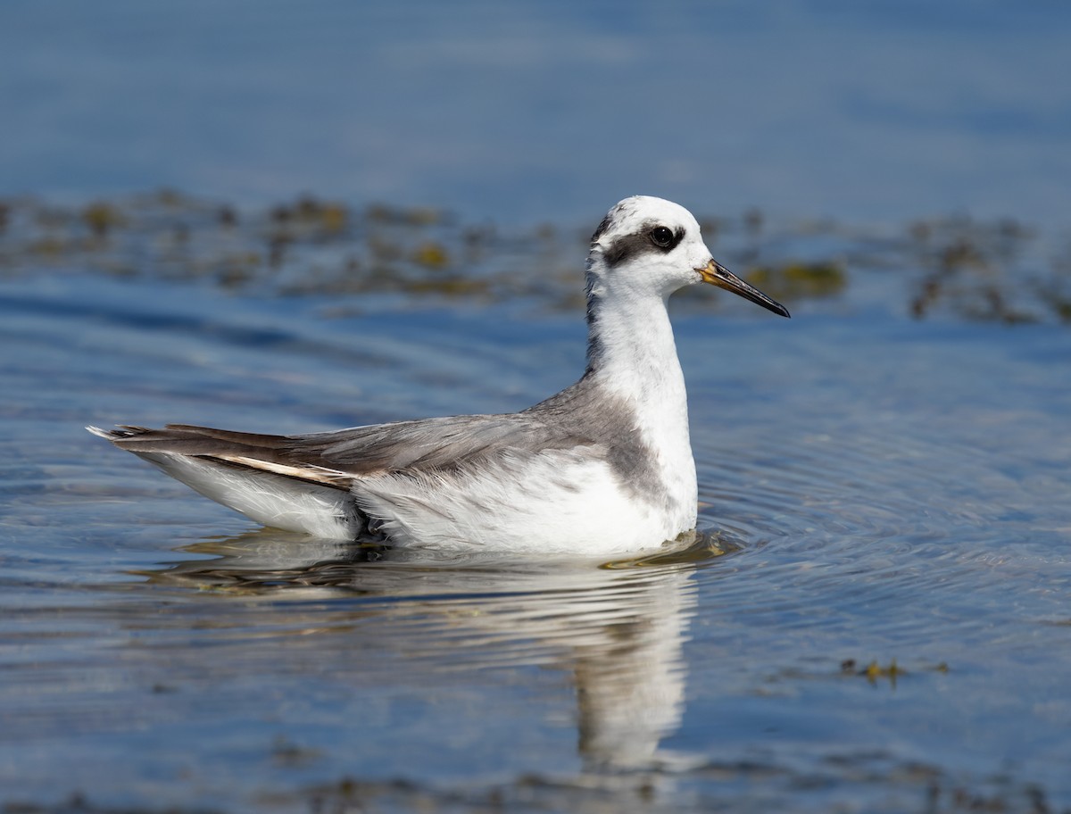 lyskonoh ploskozobý - ML646577688