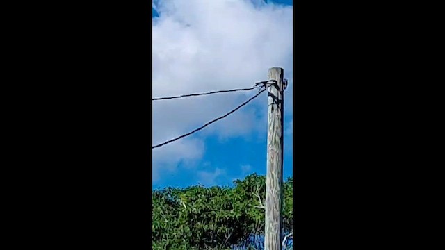 Pico Velloso - ML646577689