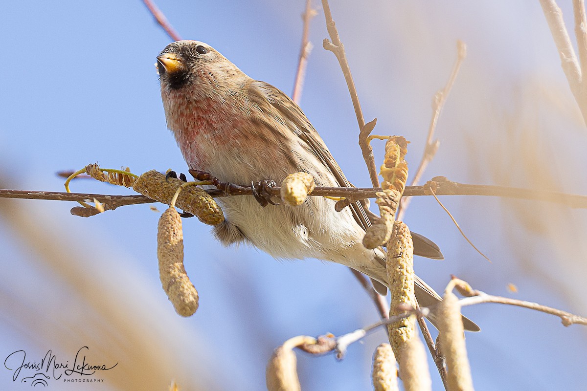 Redpoll (Lesser) - ML646577692