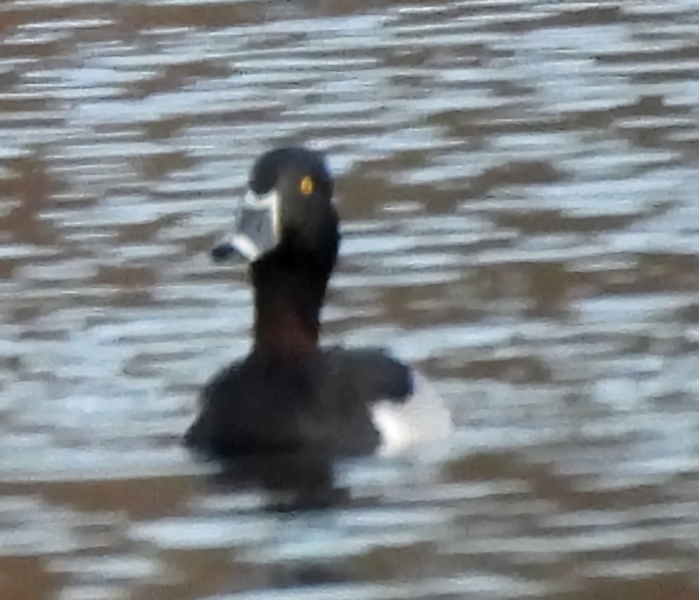 polák proužkozobý - ML646577693