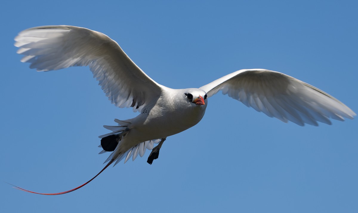 faeton červenoocasý - ML646577694