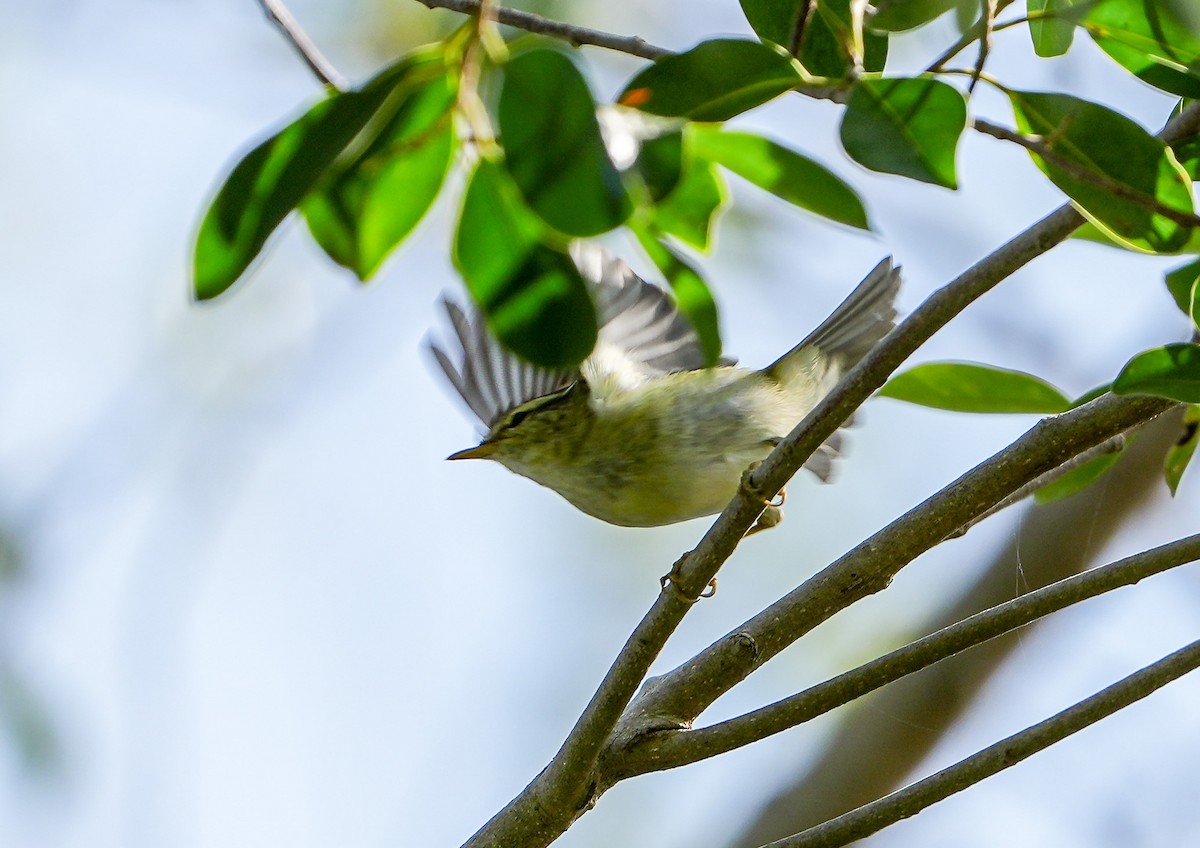 Yellow-browed Warbler - ML646577695