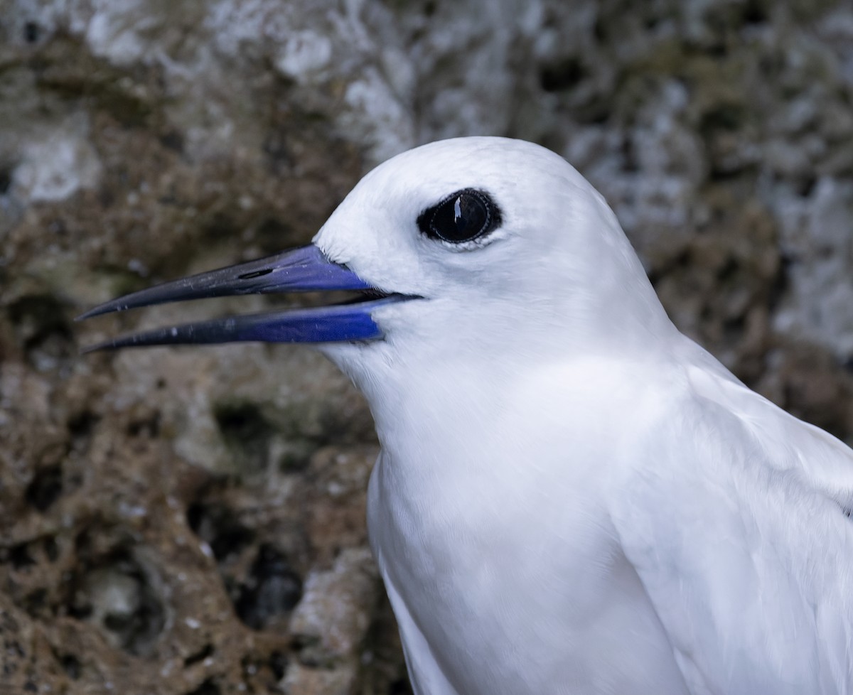 nody indopacifický - ML646577696