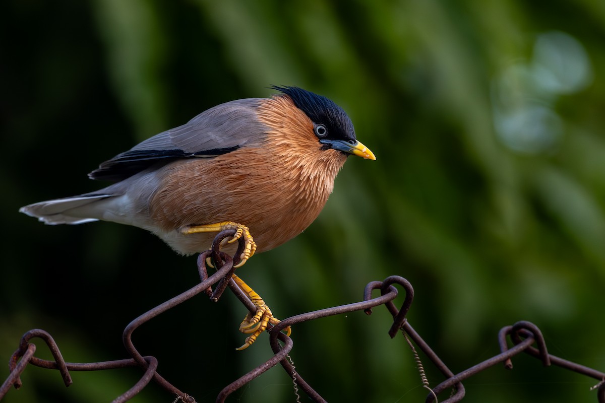Brahman Sığırcığı - ML646577697