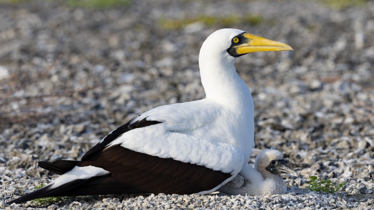 terej maskový - ML646577698